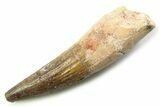 Fossil Spinosaurus Tooth - Real Dinosaur Tooth #357746-1